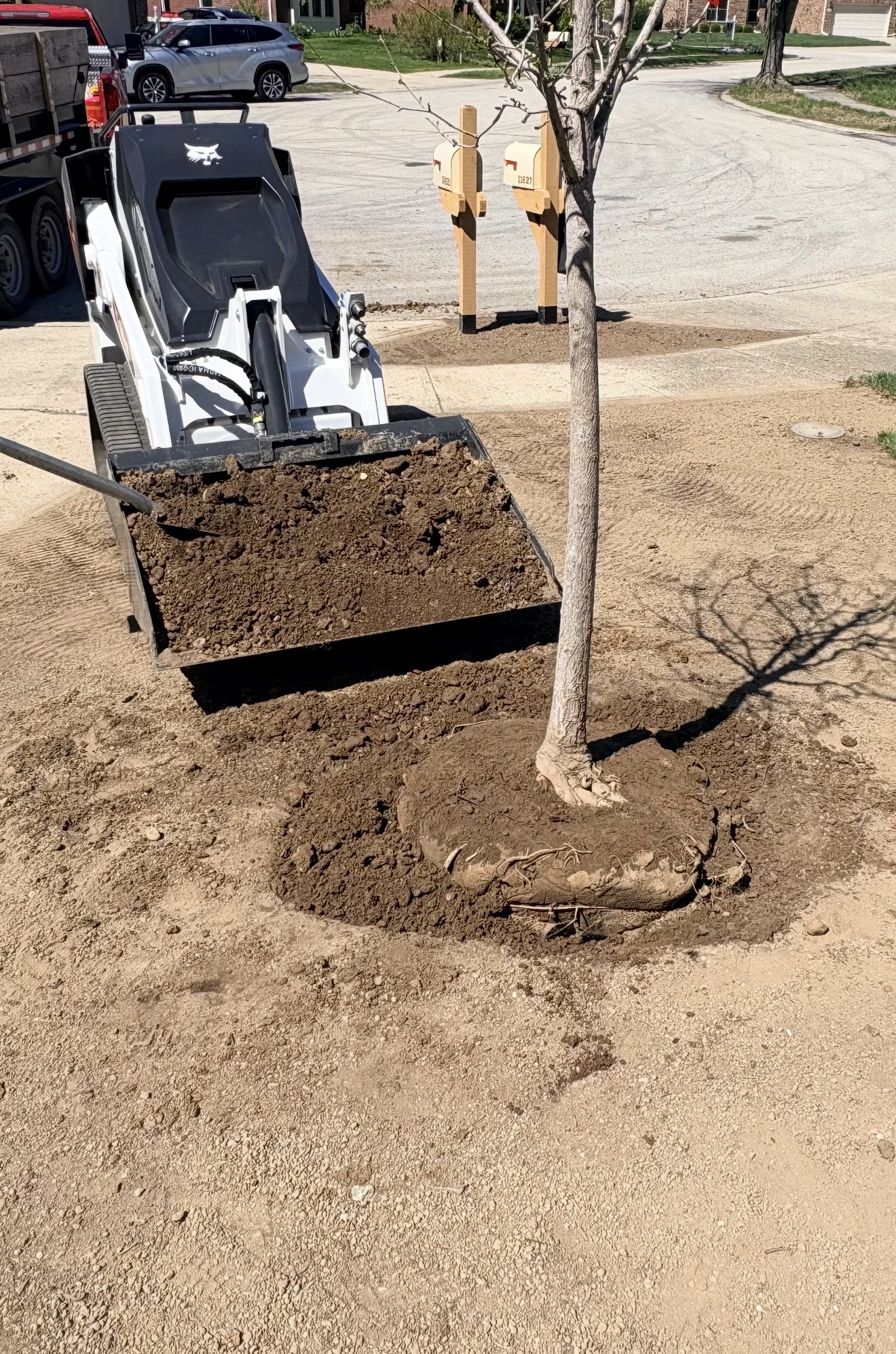 Tree Services